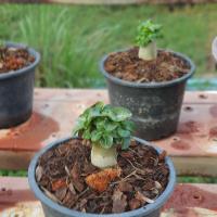 ราคา ชวนชมเขาแกะ ชฏาเพชรขอบเหลือง (21298559942)