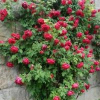 ราคา 12 Climber Roses Seeds เมล็ดกุหลาบ ต้นไม้ประดับบ้าน กุหลาบเลื้อย สายพันธุ์ Crimson Glory ดอกสีแดง (20648562570)