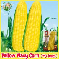 ราคา เมล็ดพันธุ์ ข้าวโพดหวาน สีเหลือง เมล็ดข้าวโพดข้าวเหนียว บรรจุ 40เมล็ด Yellow F1 Sweet Corn Seed Organic Vegetable Seeds for Planting เมล็ดข้าวโพด เมล็ดพันธุ์แท้OP เมล็ดพันธุ์ผัก ผักออร์แกนิก พันธุ์ผัก