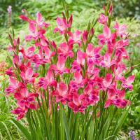 ราคา 10 หัว แกลดิโอลัส Gladiolus ดอกซ่อนกลิ่นฝรั่ง หรือ ดอกคำมั่นสัญญา สายพันธุ์ Volcano Hardy (21081335069)