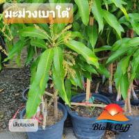 ราคา มะม่วงเบาใต้ เสียบยอด สามารถเก็บผลได้เลย ต้นไม้ผลและไม้มงคล สวนเขาหมาก ไม้ผล ต้นพันธ์ พันธุ์ไม้ (8892145274)