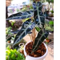 ราคา แก้วสารพัดนึก จินดามณี ต้นแก้วสารพัดนึก แก้วหน้าม้า อโลคาเซีย Alocasia จัดส่งพร้อมกระถาง (10276468639)