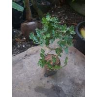 ราคา มะสังดัด บอนไซจิ๋ว ชอบแดดจัด ชอบน้ำปานกลาง ดูแลง่าย ผลและยอดอ่อนรับประทานได้ นิยมนำมาดัดทำบอนไซ กระถาง ขน (9704866571)