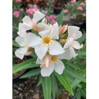 ราคา โปรโมรชั่น Nerium oleander L ต้นยี่โถแคระ ยี่โถ่แคระ ดอกยี่โถ ดอกสีครีม ออกดอกเป็นช่อพวง จัดส่งพร้อมกระถาง 10 นิ้ว ต้นสูง 55 65 ซม (15655158664)