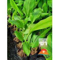 ราคา ต้นข่าแดง ข่าแดงข่า สมุนไพร ผักสวนครัว ต้นไม้ ไม้ผล ต้นพันธ์ เมล็ดพันธ์ พันธุ์ไม้ ไม้มงคล ไม้ฟอกอากาศ เมล็ดพันธุ์ สวนเขาหมาก (8891898755)