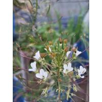 ราคา ผักเสี้ยน 500 600 เมล็ด 20 บาท พันธุ์ผักเสี้ยน (19381813199)