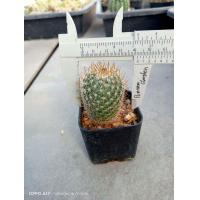 ราคา โคลัมเบียน่า Mammillaria columbiana ไม้เมล็ด ขนาด 3 10 ซม ต้นกระบองเพชร ต้นแคคตัส แคคตัส กระบองเพชร (21162986221)