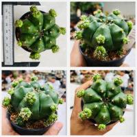 ราคา ยิมโนแม่ลูกดก Gymnocalycium anisitsii damsii cactus กระบองเพชร แคคตัส (20419761946)