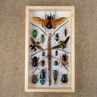 ราคา กรอบรูปแมลงสต๊าฟ กรอบรูปแมลงต่างๆ แมงป่อง แมงมุมสต๊าฟ กรอบรูปไม้ติดผนัง กรอบรูปผีเสื้อสต๊าฟ เพื่อการเรียนรู้ กรอบตกแต่งบ้าน (21016450604)