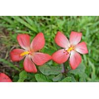 ราคา ต้นโสมชบา บอนไซแคระ ต้นไม้ แคระ โตช้า ดอกสีแดง หัวคล้ายแครอท ทรงสวย ทนแดดทนฝน หายากมาก จัดส่งพร้อมกระถาง 3 นิ้ว ลำต้นสูง 15 ซม สินค้าตามรูป (9126576784)