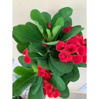 ราคา ต้นโป๊ยเซียน สีแดง กุหลาบเซียน ดอกสีแดงสด กระถาง 6 นิ้ว ออกดอกเป็นช่อ เป็นไม้เสี่ยงทายคือ ถ้าผู้ใดปลูกต้นโป๊ยเซียนออกดอกได้ 8 ดอกขึ้นไปผู้นั้นก็จะมีโชคลาภ อาจจะถูกหวย ร่ำรวยเงินทอง (9948544991)