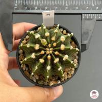 ราคา ยิมโน LB 2178 Gymnocalycium แคคตัส กระบองเพชร cactus succulent (16413521269)
