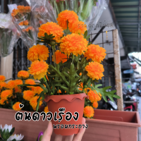 ราคา กระถางดอกบัว ดอกบัวปลอม ต้นไม้ปลอม กระถางดอกไม้ กระถางต้นไม้ปลอม (20937907389)