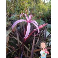 ราคา ต้น พลับพลึงแดง Crinum amabile Donn ไม้มงคลของไทย หายากแล้วทุกวันนี้ จัดส่งพร้อมกระถาง 10 นิ้ว ลำต้นสูง 50ซม (20978250500)