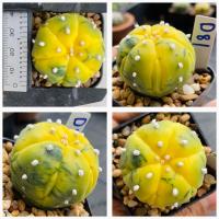 ราคา แอสโตรด่าง แอสโตรไฟตั้มAstrophytum กระบองเพชร แคคตัส (21341436084)
