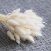 ราคา หญ้าแพมปาสธรรมชาติ30 60ชิ้นดอกไม้แห้งหางกระต่ายช่อดอกไม้หญ้าหางกระต่ายดอกไม้ดอกไม้แห้งตกแต่งบ้านแต่งงานอุปกรณ์ประกอบฉากถ่ายรูป (18694338758)