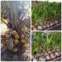 ราคา มะพร้าวแกงต้นเตี้ย พันธุ์มะพร้าวแกงมาเลเซียพันธุ์มาตะก์ (12335724459)
