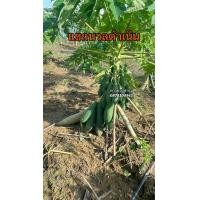 ราคา เมล็ดพันธุ์ มะละกอแขกนวลดำเนิน ขนาด 10 กรัม 500 เมล็ด (8547275938)