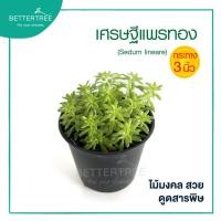ราคา เศรษฐีแพรทอง กระถาง 3 นิ้ว ต้นไม้มงคล ต้นไม้ฟอกอากาศ ต้นไม้ plant (21253422212)