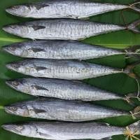 ราคา ปลาอินทรีย์หอมแท้ ปลาอินทรีย์ตัว ชนิดไม่เค็มมาก เนื้อแน่นทุกตัว ราคาถูก ปลาเค็มภาคใต้ ขนาดตัวละ 1 กิโลกรัม (16742408822)