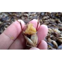 ราคา จิ้งหรีดทอดสมุนไพร ขนาด 100กรัม พร้อมทาน (12398911528)