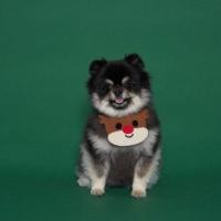 ราคา INS New Christmas Moose Candy Snowball Dog Bib ผ้าขนหนูปากสัตว์เลี้ยง Cat Dog Neck (16792604861)