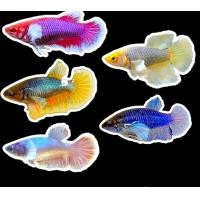 ราคา แม่พันธุ์ปลากัดหูช้าง ไข่แน่น หลากหลายสีสัน (21199068562)