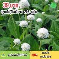 ราคา เมล็ดพันธุ์ ดอกบานไม่รู้โรย สีขาวล้วน (21099187868)