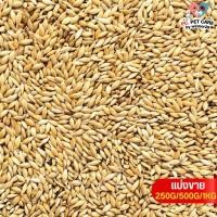 ราคา ข้าวไรน์ Canary seed อาหารนก กระต่าย หนู กระต่าย กระรอก ชูก้า แบ่งขาย 500G 1KG (20824940029)