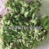 ราคา มอสแห้ง หลายชนิด ซื้อ3ฟรี1ถุง ซิป4x6นิ้ว (16709989565)