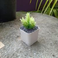 ราคา ต้นไม้มินิมอล ต้นไม้ปลอม 3ต้น 100 ตั้งโต๊ะทำงาน โต๊ะเรียน แต่งห้อง แต่งโต๊ะทำงาน แต่งบ้าน พร้อมส่ง ทำเองหมด (16348419666)