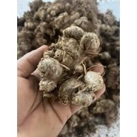 ราคา กระชายดำสด Blackginger หัวพันธุ์ ขนาด 500 กรัม (6682800470)