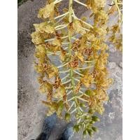 ราคา ว่านเพชรหึงหรือกล้วยไม้หางช้าง (20439745825)