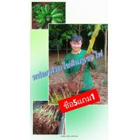 ราคา หน่อกล้วยไข่ จากสวนอำเภอกันทรลักษ์ หน่อกล้วยไข่ดินภูเขาไฟ ร้านอุ้ยกล้วยไข่ ซื้อ5หน่อ แถม 1หน่อ (20291943668)