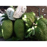 ราคา ต้นทุเรียนน้ำ ทุเรียนเทศ ต้นไม้ ไม้ผล ต้านมะเล็ง ลดความดัน ต้นพันธ์ เมล็ดพันธ์ พันธุ์ไม้ ไม้มงคล ไม้ฟอกอากาศ ผลใหญ่ สวนเขาหมาก (8891774900)