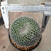 ราคา แมมนกฮูก แม่พันธ์ุ Mammillaria perbella ไม้เมล็ดขนาด 7 10 ซม ต้นกระบองเพชร ต้นแคคตัส แคคตัส กระบองเพชร (15831475899)