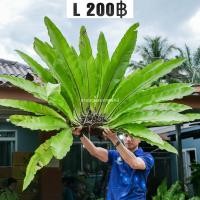 ราคา เฟิร์นข้าหลวง L xL เฟิน ข้าหลวง หลังลาย ต้นเฟิร์น เฟิร์นรังนก ไม้มงคล (20258938308)