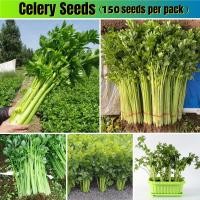 ราคา การันตีอัตรางอก ต้นพันธุ์แข็งแรง เมล็ดพันธุ์ 150pcs Tropical Celery Seeds Green Stem Celery Plant เมล็ดพันธุ์ผัก ปลูกผัก ผักสวนครัว ปลูกผัก สวนครัว เมล็ดบอนสี Vegetable Plant Seeds Organic Vegetable S