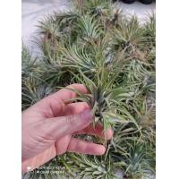 ราคา ทิลแลนเซีย Tillandsia สับปะรดสีทิลแลนด์เซีย ช่วยฟอกอากาศและดูดซับสารพิษในอากาศ ต้นละ 29 บาท (6064780021)