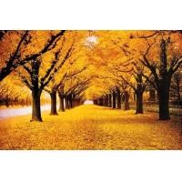 ราคา jigsaw จิ๊กซอว์1000ชิ้น ตัวต่อจิ๊กซอว์DIY จิ๊กซอว์ปริศนา ลายน่ารัก (19920671574)