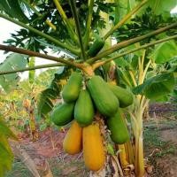 ราคา เมล็ดพันธุ์ มะละกอ ฮอนแลน มะละกอทานสุก พันธุ์ดก 10 แถม 1 คละได้ (20783398242)