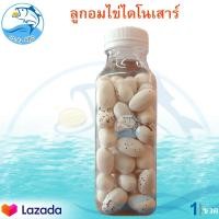 ราคา ลูกอมไข่ไดโนเสาร์ 200กรัม 1 ขวด ลูกอม ไข่นกกระทา ลูกอมไข่จิ้งจก ลูกอมไข่นกขาวโบราณ ลูกอมรูปไข่ ลูกอมไข่นก ไข่ไดโนเสาร์ ไข่จิ้งจก ไข่ขาว (7501124985)