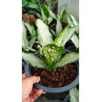 ราคา ต้นอุดมทรัพย์ ไม้มงคล ในกระถาง 8นิ้ว (10336881954)