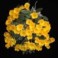 ราคา กล้วยไม้ เอื้องผึ้งจื๋ว เอื้องผึ้งน้อย ติดไม้ 6 นิ้ว 20 30 ลำต้น ออกดอก เมษา พ ค กล้วยไม้ป่าหอม กล้วยไม้ป่าแท้ Taeng Suan shop (10506572136)