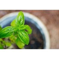 ราคา โหระพาใบใหญ่ โหระพาอิตาเลี่ยน เมล็ดพันธุ์ โหระพาฝรั่ง Italian Basil 50 400 เมล็ด ซื้อ 10 แถม 1 คละได้ (19608538659)
