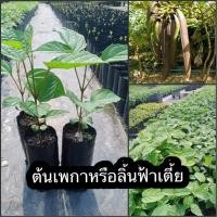 ราคา ต้นเพกาหรือลิ้นฟ้าเตี้ย ขนาดต้นสูง 10 15 ซม ชุด 3ต้น (15066214441)
