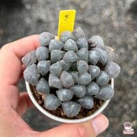ราคา Haworthia Cooperi Ice Lantern ฮาโวเทีย ไม้อวบน้ำ กุหลาบหิน cactus succulentหลากหลายสายพันธุ์ (4753176082)