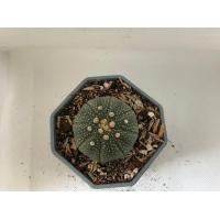 ราคา แอสโตรไฟตัม ASTROPHYTUM no 5 11 (20775627013)