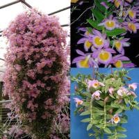 ราคา เอื้องสายน้ำผึ้งเวียดนาม กล้วยไม้ ติดไม้ 6 นิ้ว 10 20 ต้น ดอก เม ย มิ ย กล้วยไม้ป่าแท้ กล้วยไม้ป่าหอม กล้วยไม้ป่าขวด Taeng Suan shop (15773712248)