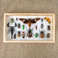 ราคา กรอบรูปแมลงสต๊าฟ กรอบรูปแมลงต่างๆ แมงป่อง แมงมุมสต๊าฟ กรอบรูปไม้ติดผนัง กรอบรูปผีเสื้อสต๊าฟ เพื่อการเรียนรู้ กรอบตกแต่งบ้าน (21016450609)